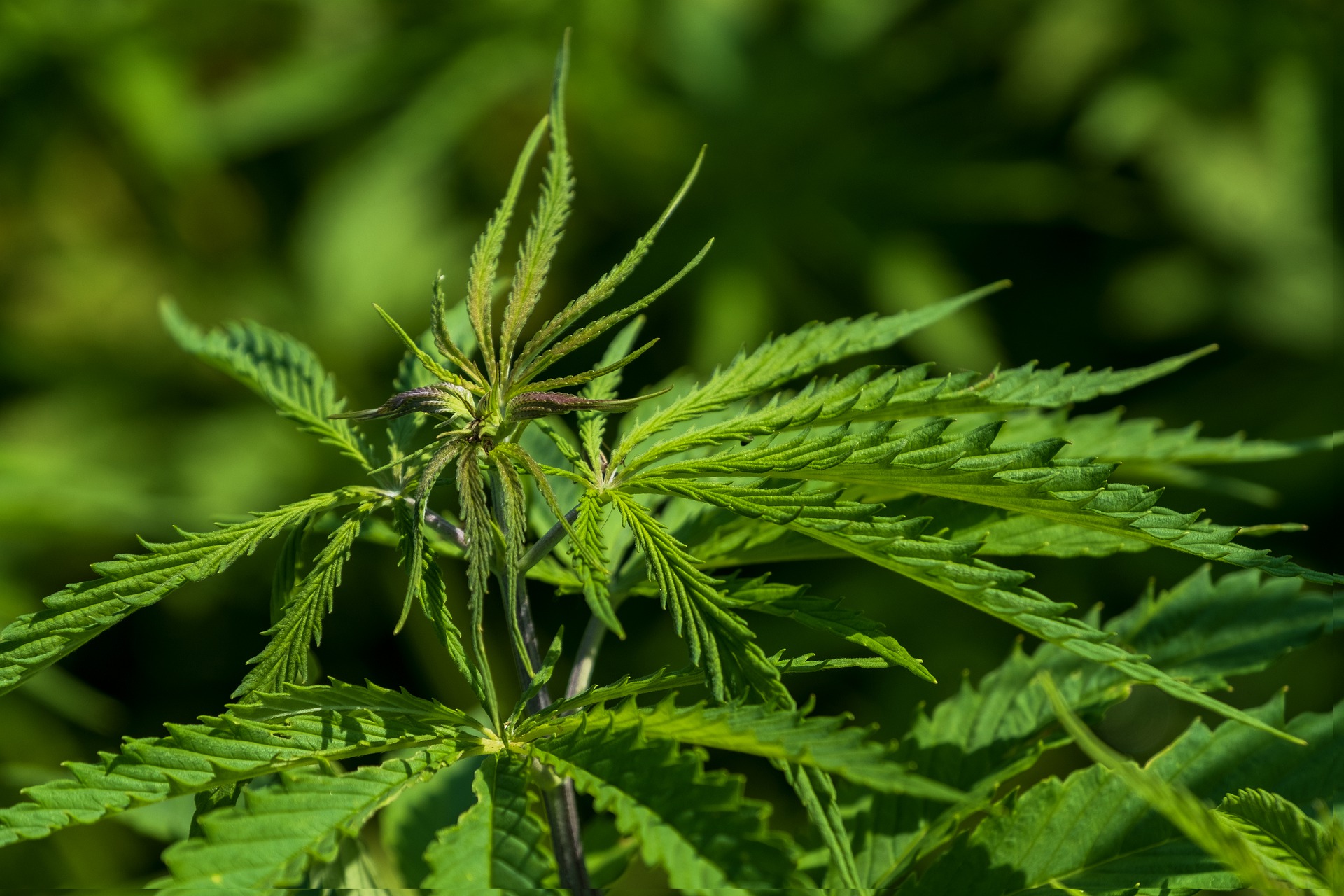   CBD Topicals for Pets: Everything you Need to Know