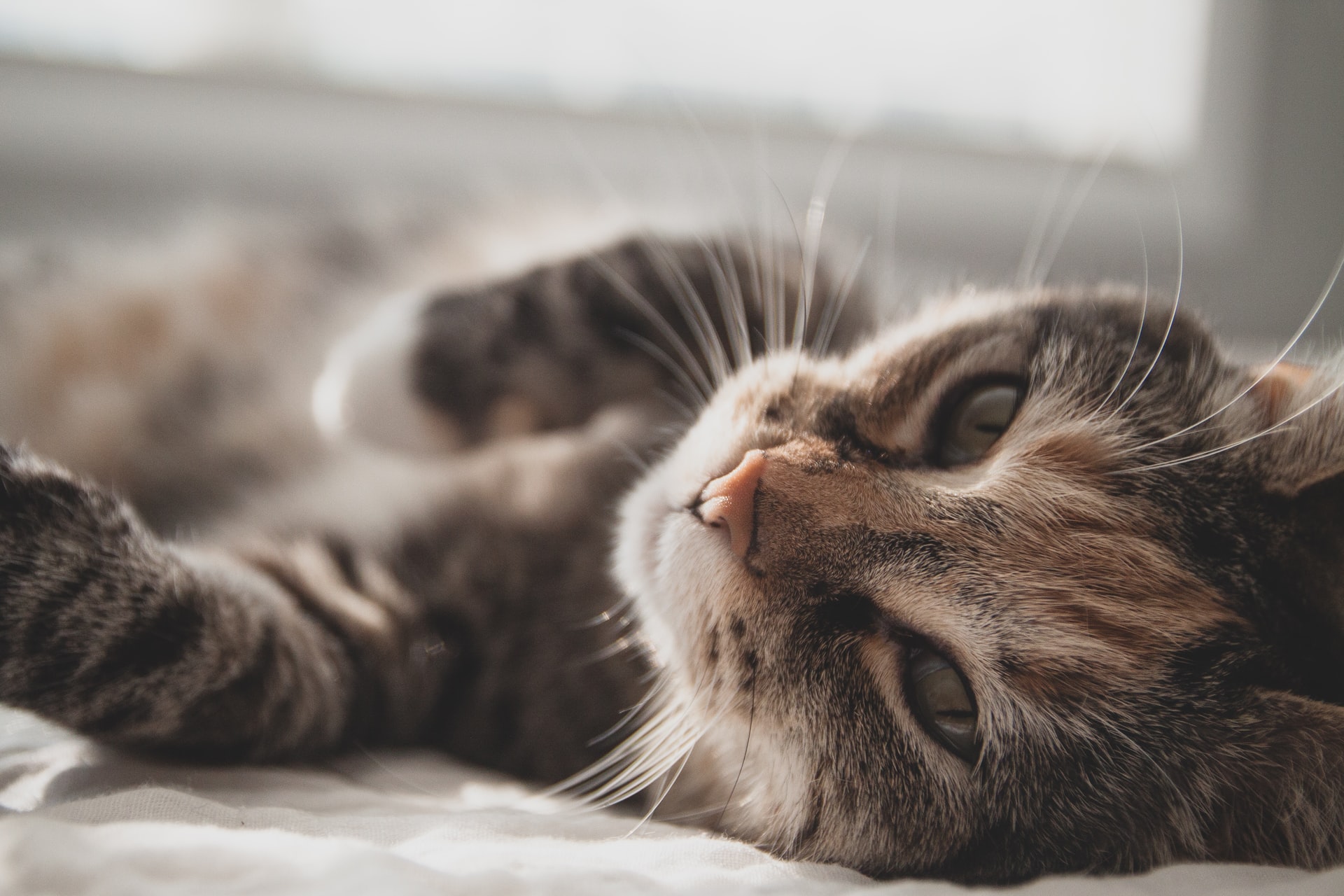 https://unsplash.com/photos/gSSK4u8yPpM?utm_source=unsplash&utm_medium=referral&utm_content=creditShareLink
