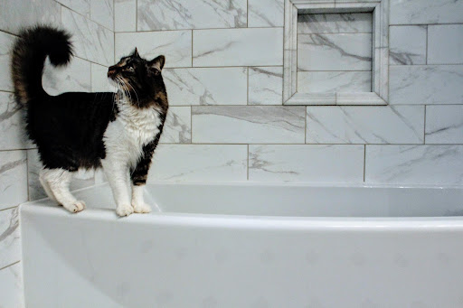 CBD Pet Shampoo: A Quick Guide