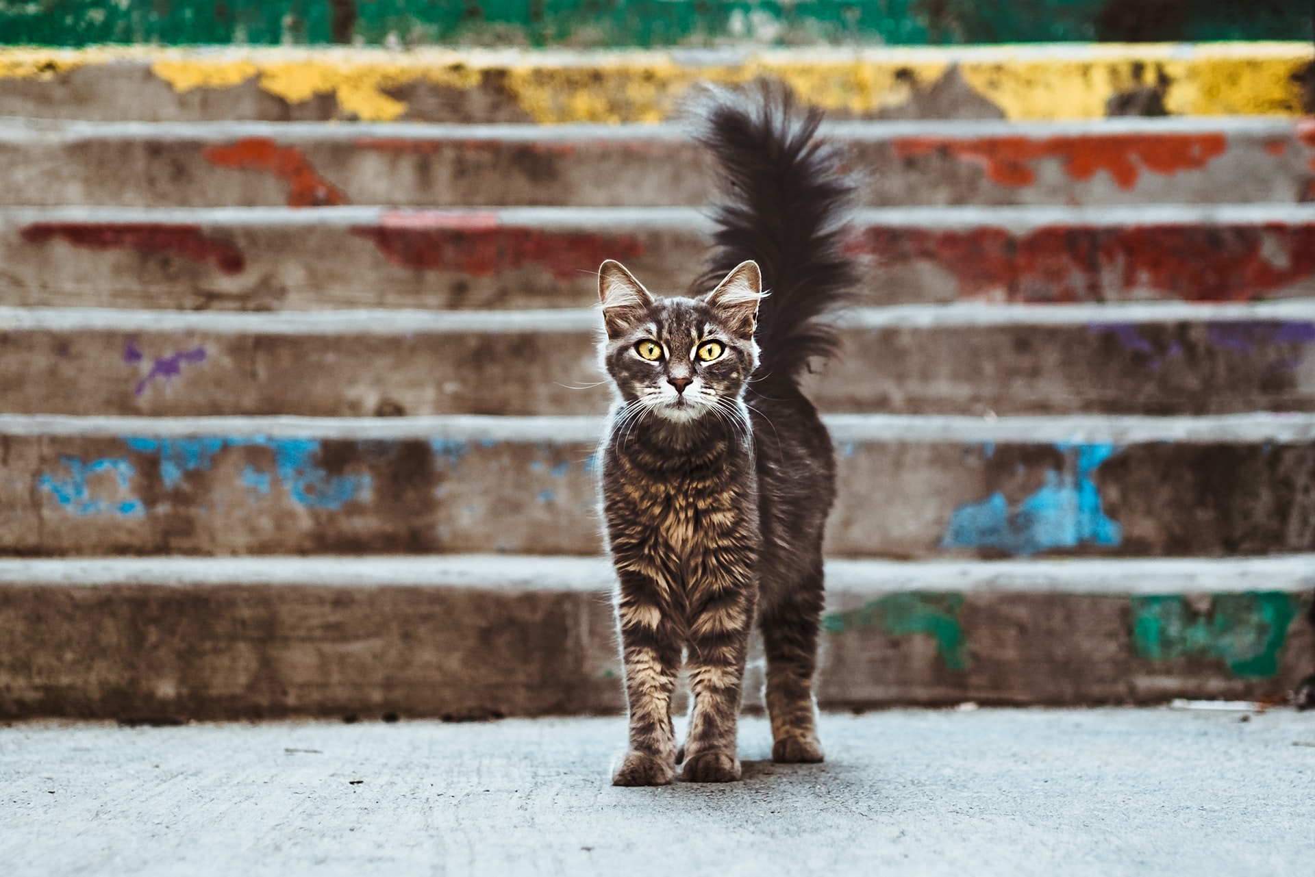 https://unsplash.com/photos/KWu_pl00QEQ