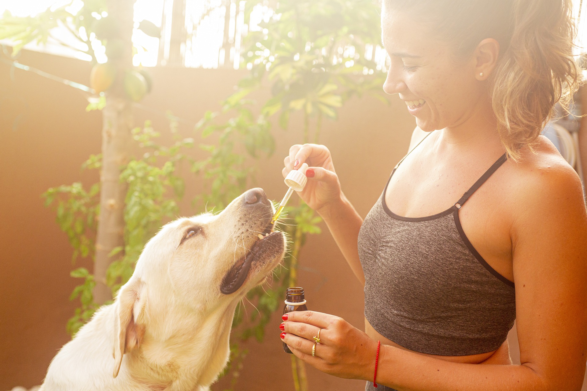 What Forms of CBD Are Ideal for Your Dogs?