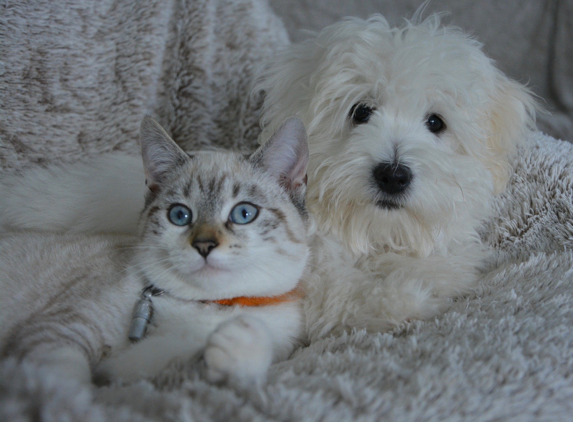 Famous Celebrities That Are Using CBD Oil for their Pets