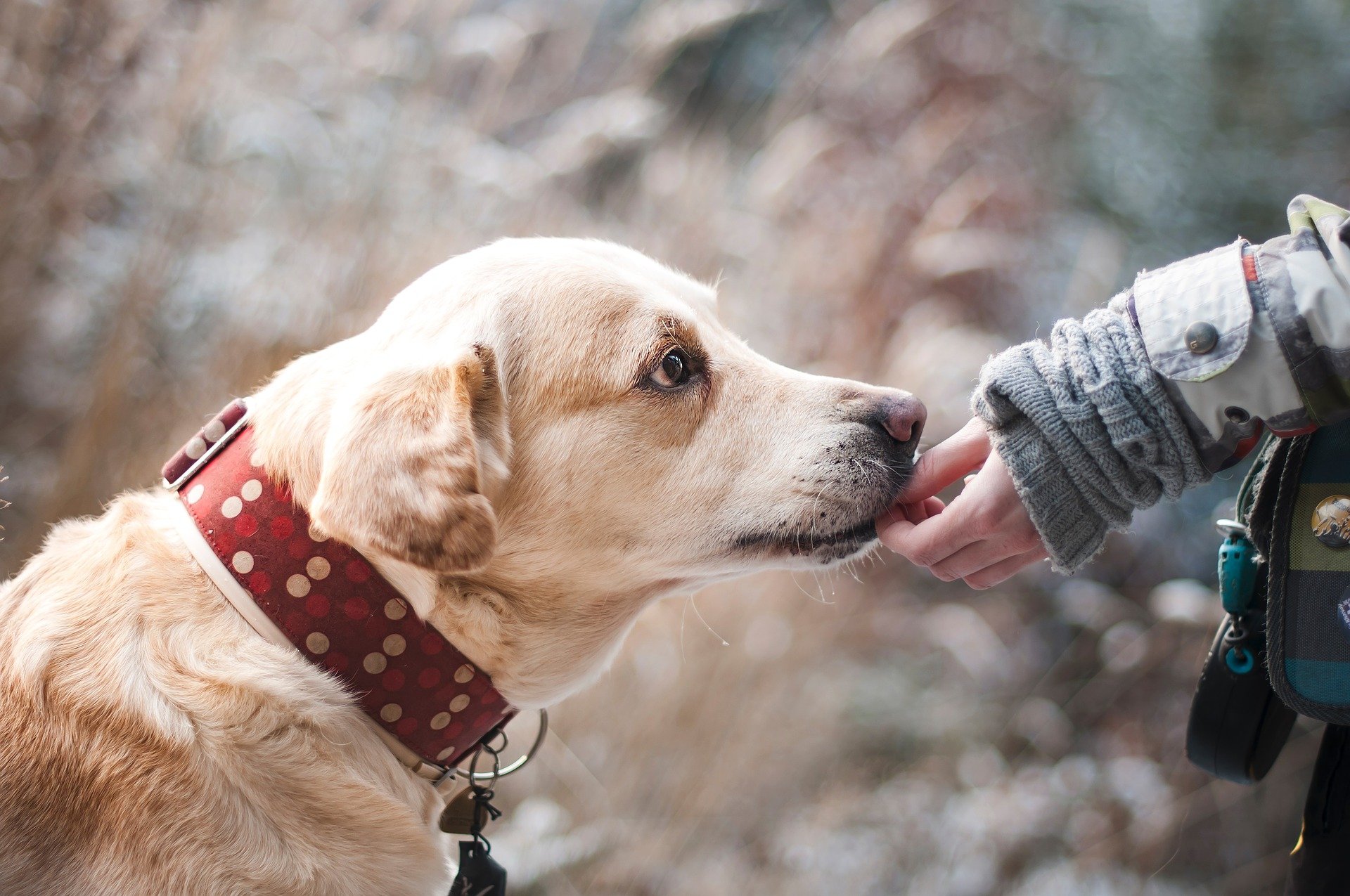 What Pet Owners Should Know When Buying CBD Treats for Pets