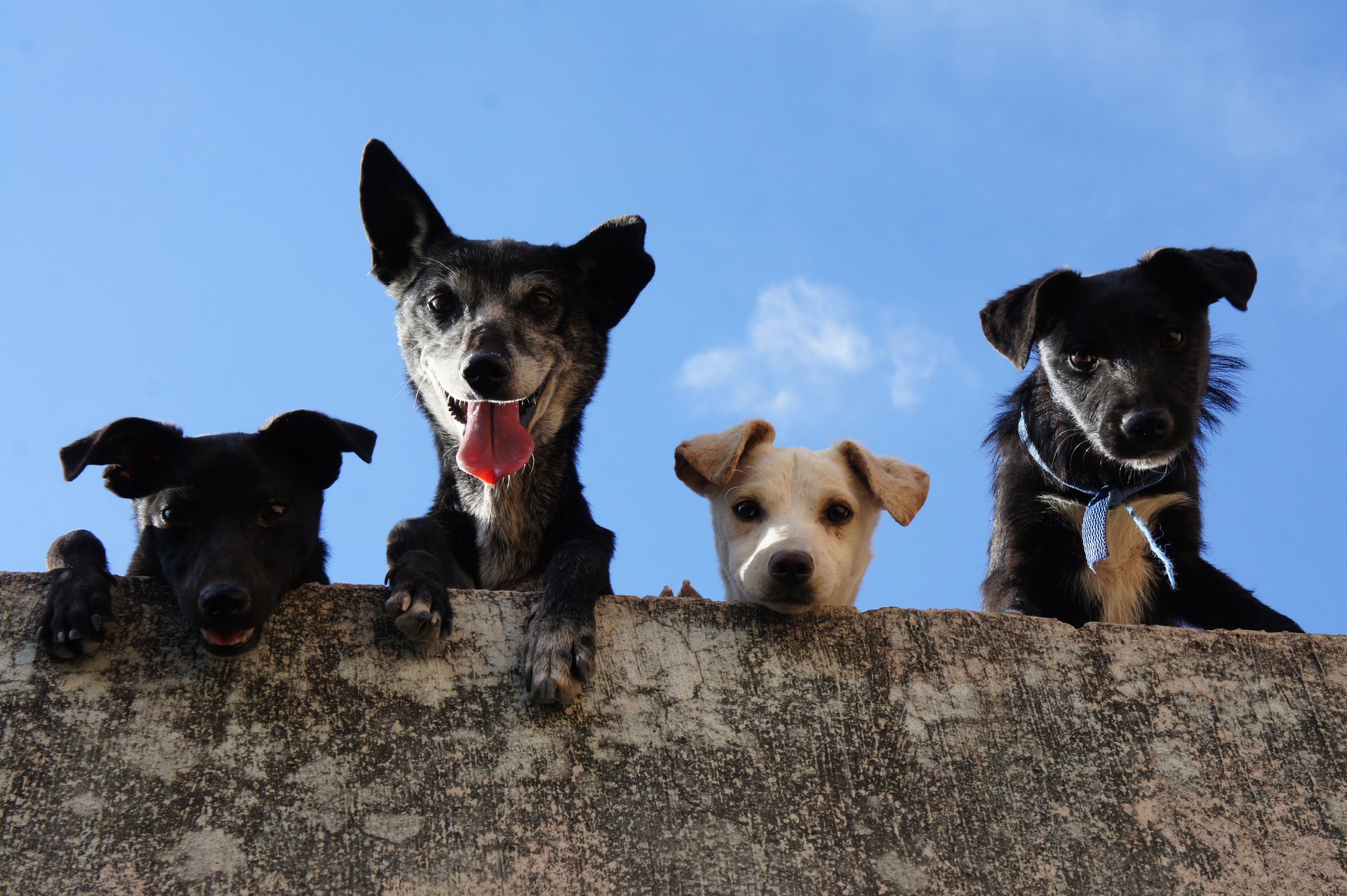 https://www.pexels.com/photo/black-and-white-short-coated-dogs-3628100/