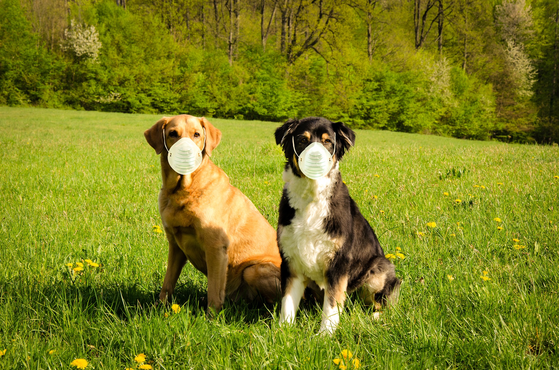 Can CBD Help in Treating Canine Coronavirus