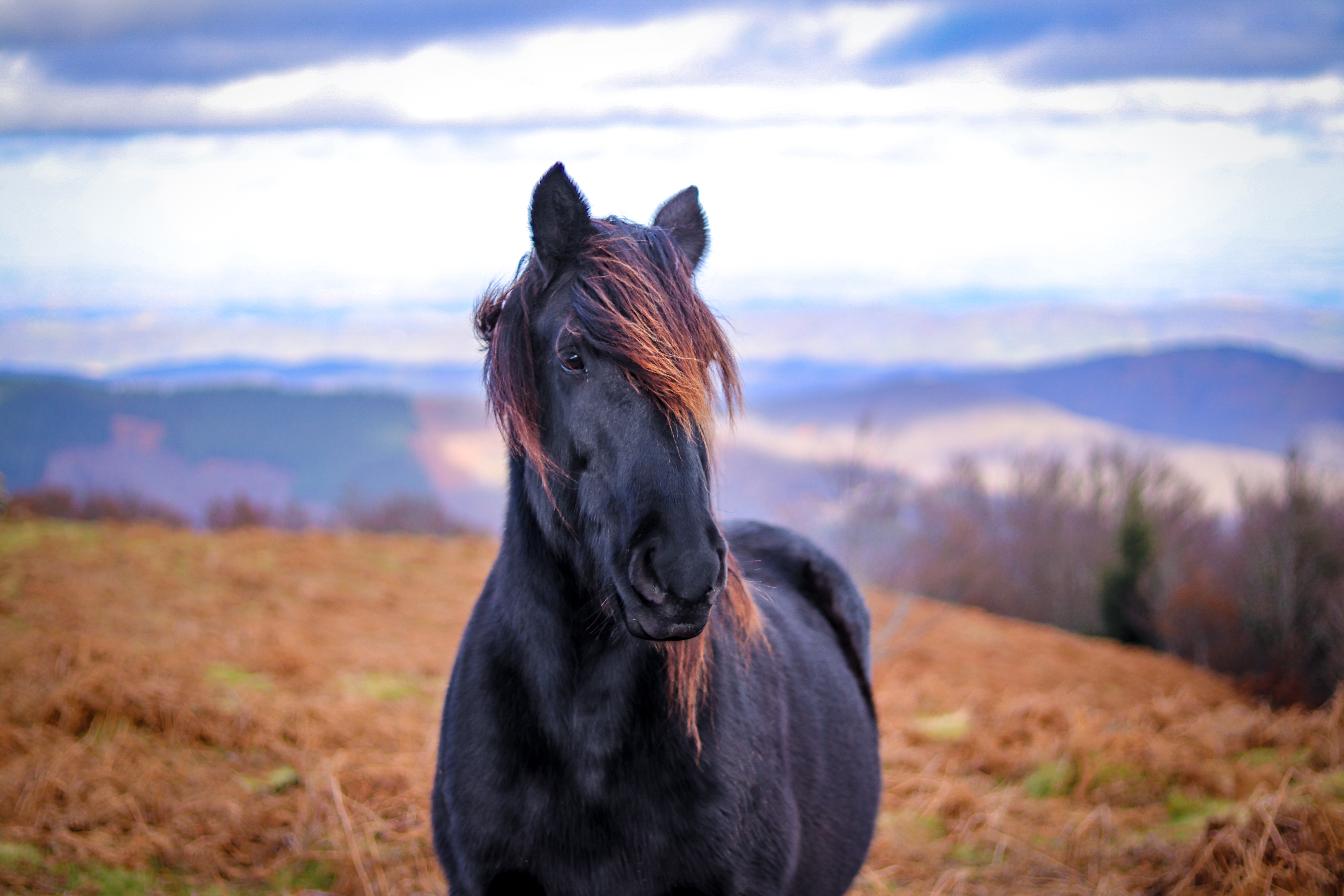 CBD for Horses: How Can It Boost Immunity?