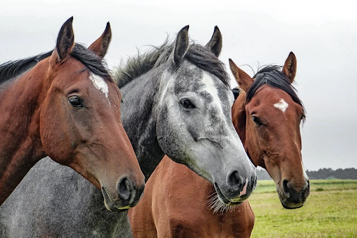How CBD Helps Horses with Colic