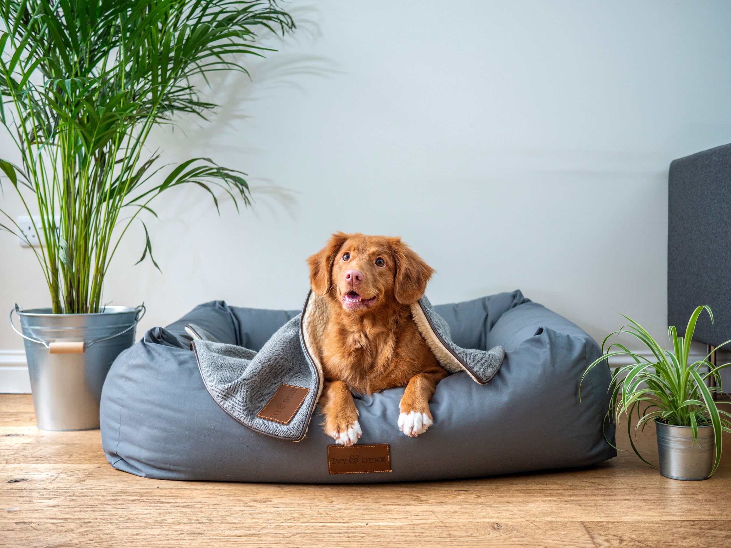 CBD for Dog's Alopecia: Can CBD Oil Help?