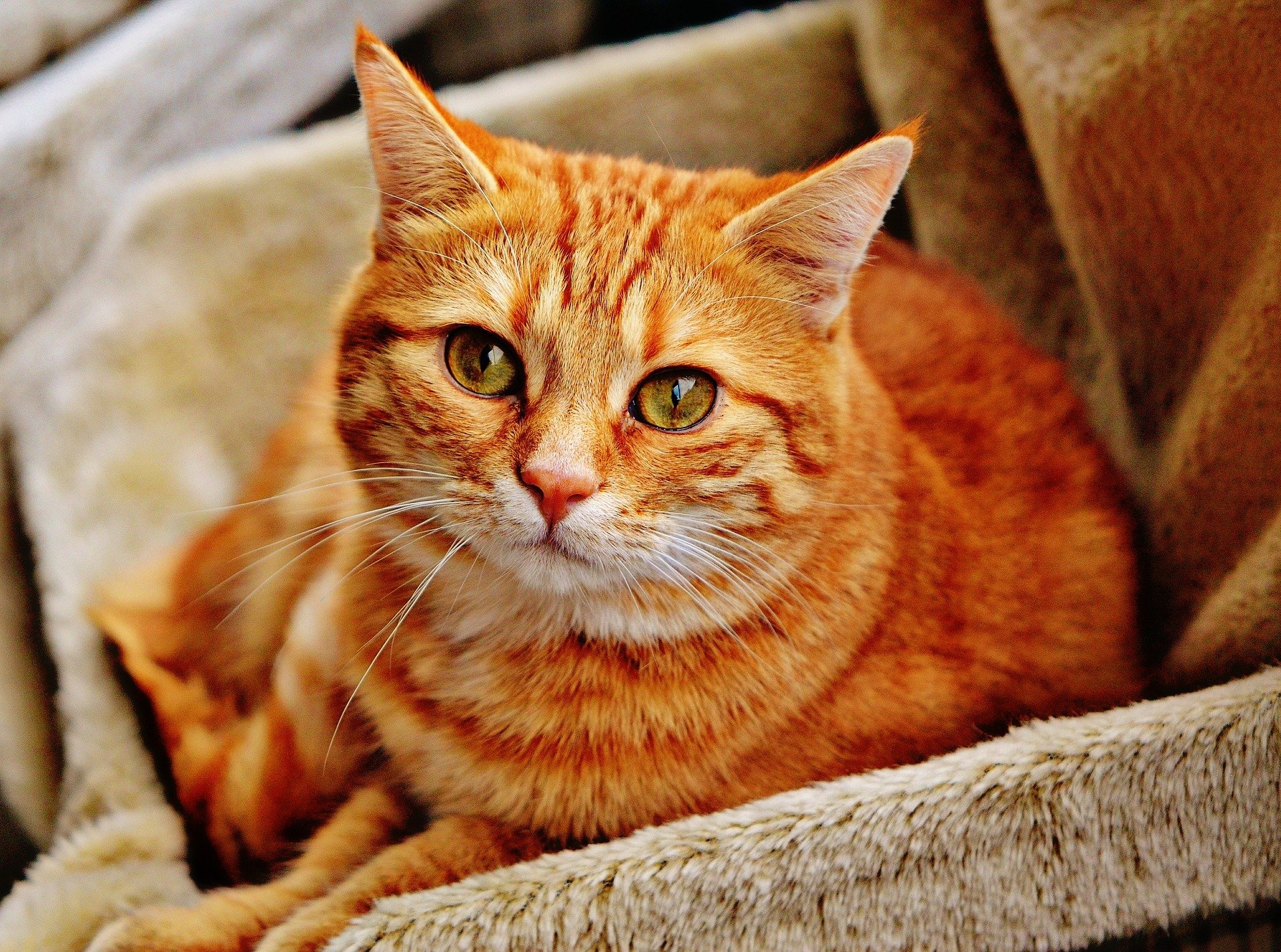 It's Time To Get Informed: CBD Oil for Cats' Skin Conditions