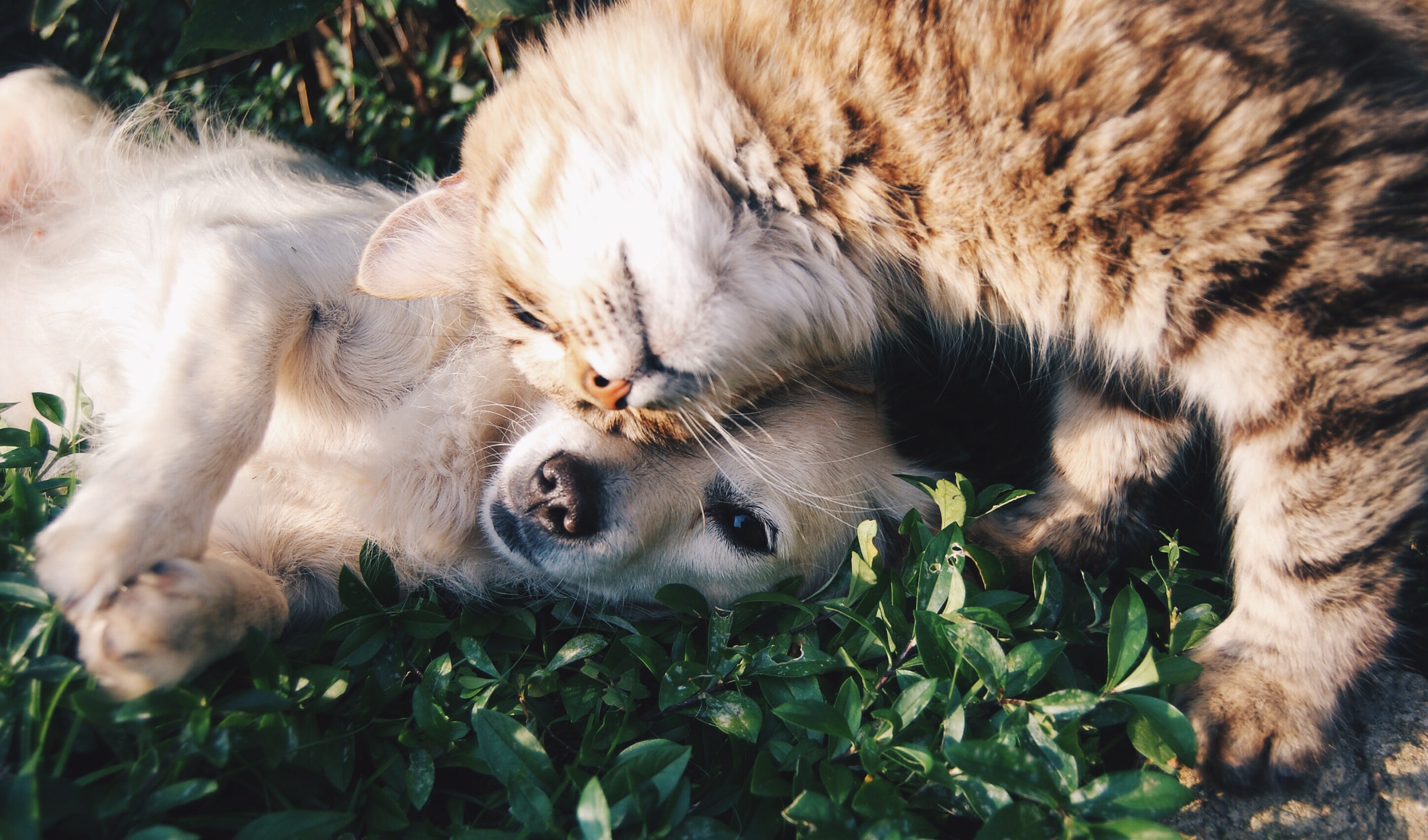 Best CBD Products for Animals with Gastrointestinal Problems