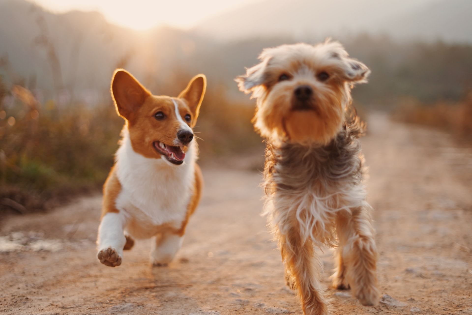 https://unsplash.com/photos/T-0EW-SEbsE?utm_source=unsplash&utm_medium=referral&utm_content=creditShareLink